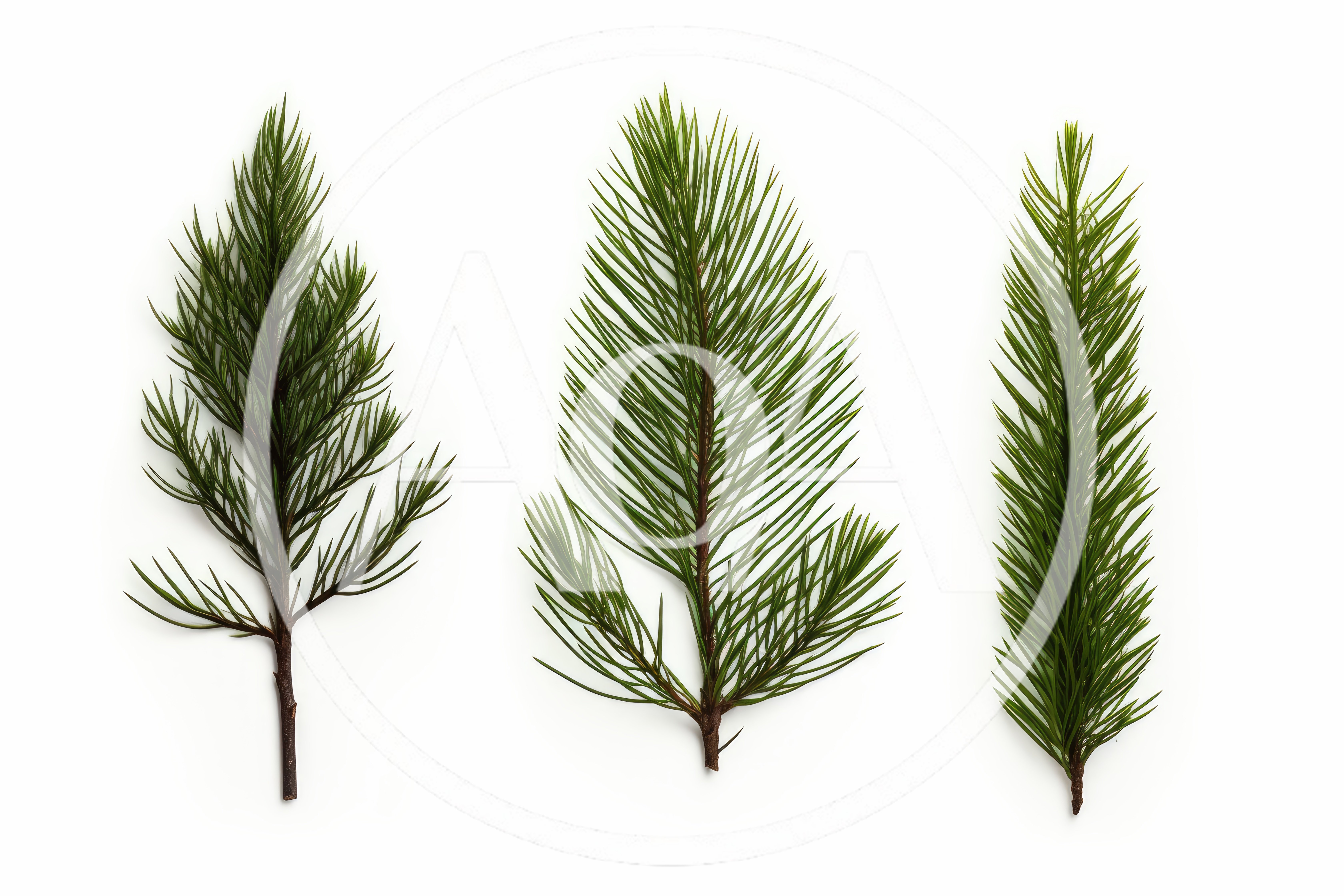 Three Distinct Evergreen Conifer Branches On White Background