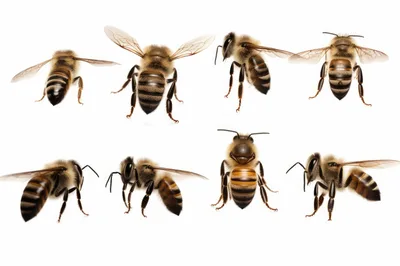 Collection Of Honey Bees In Various Poses
