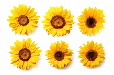 Six Vibrant Yellow Sunflowers Isolated On White Background