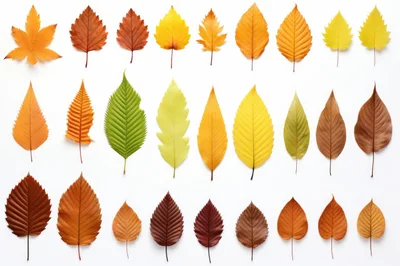 Collection Of Colorful Autumn Leaves On White Background