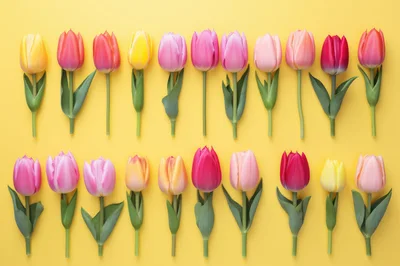 Colorful Tulip Flowers Arranged In Two Rows