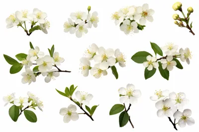 Collection of White Cherry Blossom Branches
