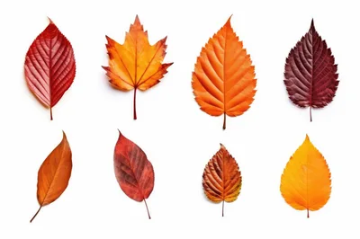 Collection Of Colorful Autumn Leaves On White Background