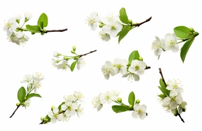 Collection of Isolated Cherry Blossom Branches
