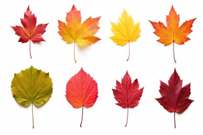 Collection Of Colorful Autumn Leaves On White Background