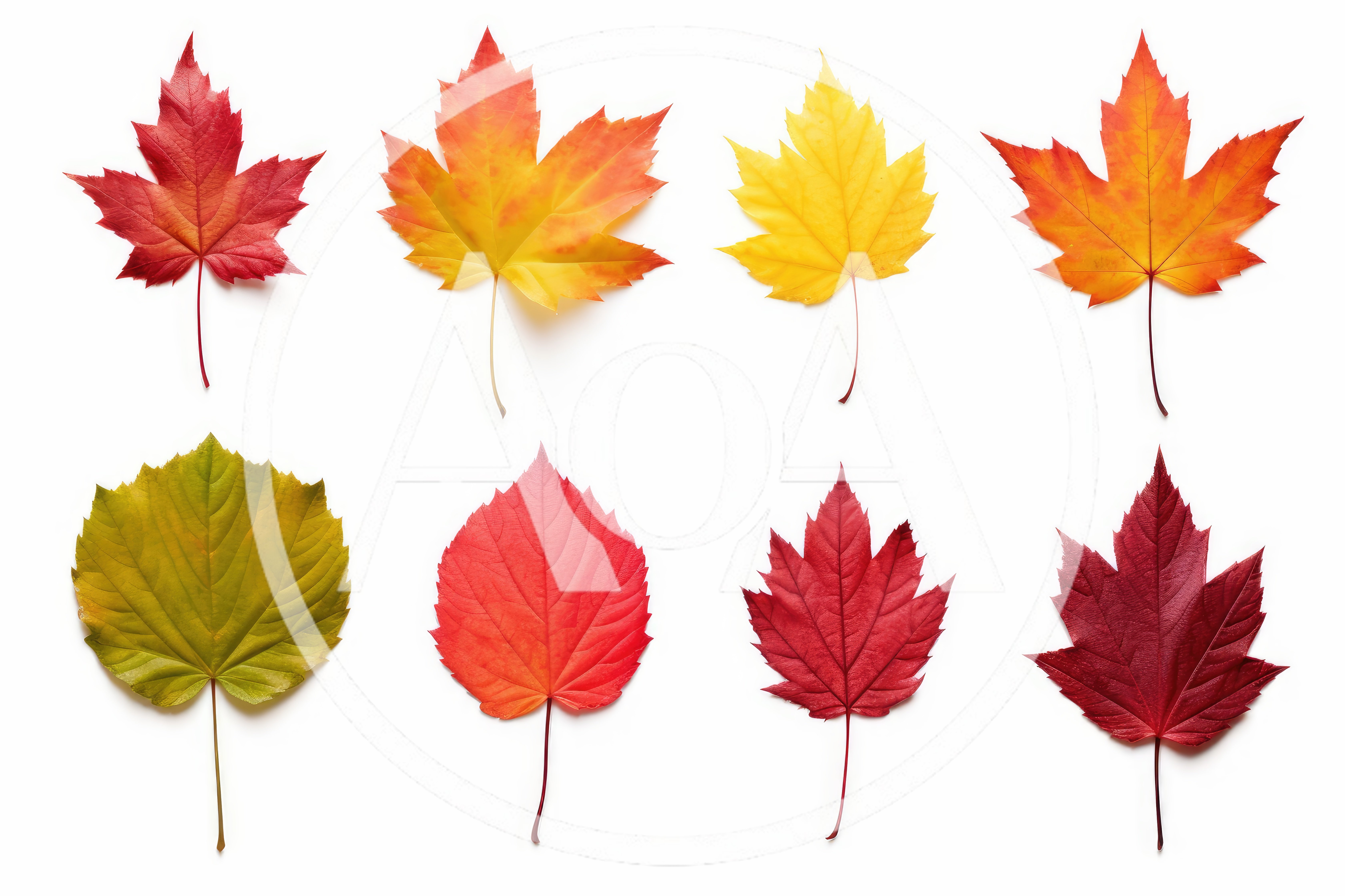 Collection Of Colorful Autumn Leaves On White Background