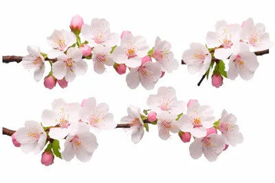Cherry Blossom Branches Isolated On White Background