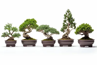 Five Distinctive Bonsai Trees In Ceramic Pots