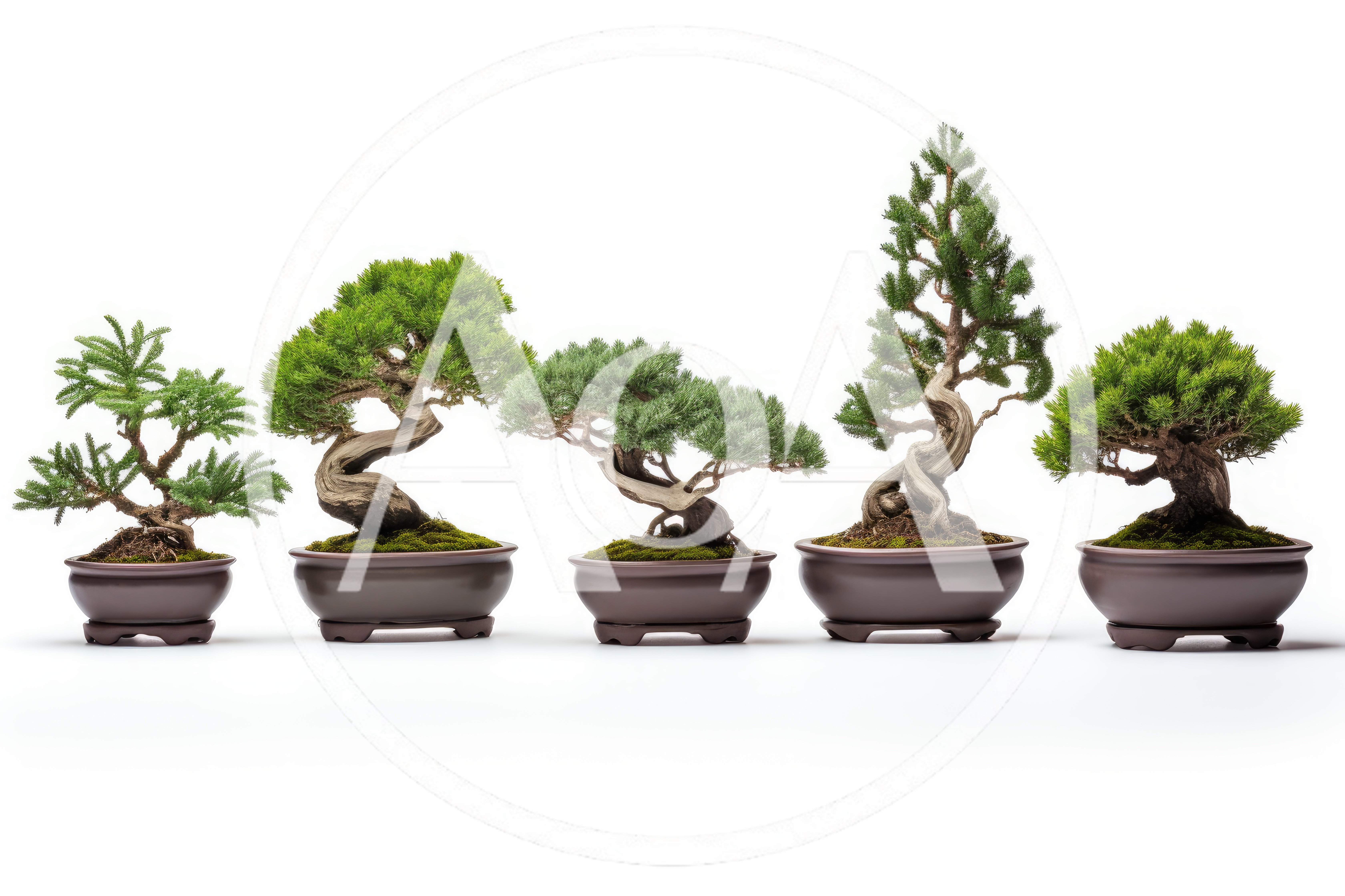 Five Distinctive Bonsai Trees In Ceramic Pots