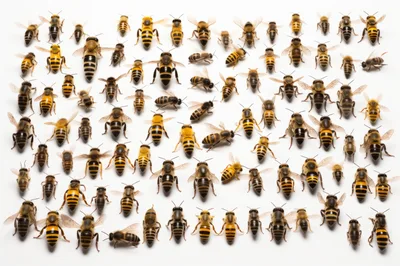 Collection of Honey Bees on White Background