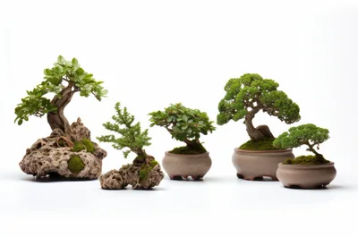 Five Miniature Bonsai Trees Arranged On White Background
