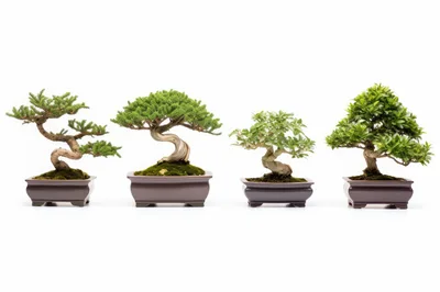 Four Distinct Bonsai Trees In Ceramic Pots