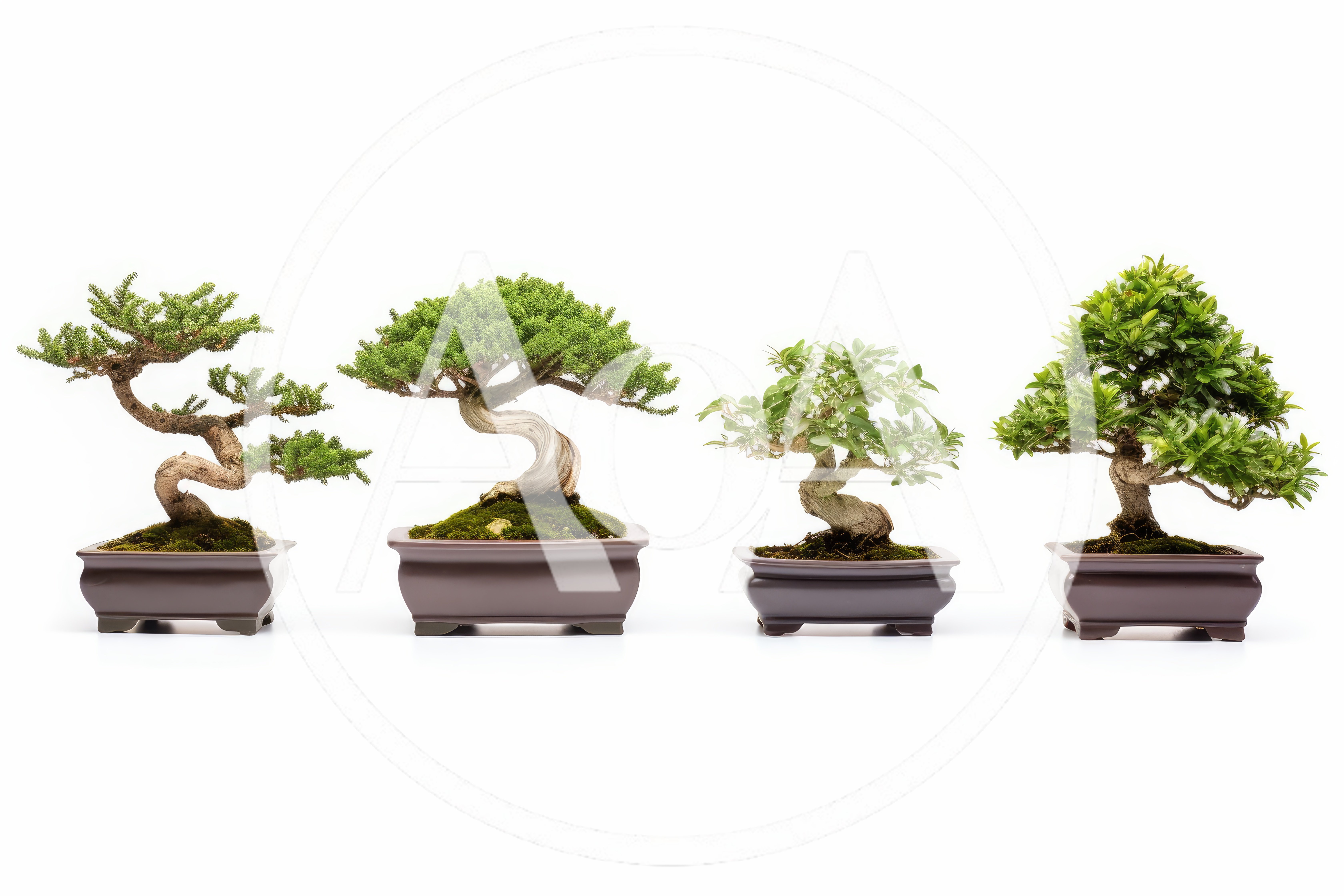Four Distinct Bonsai Trees In Ceramic Pots
