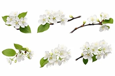 Collection of White Cherry Blossom Branches on White