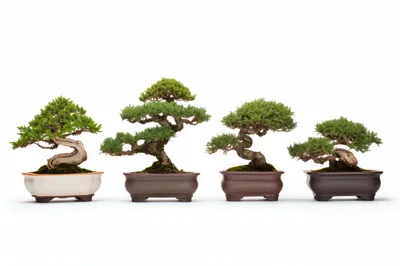 Four Distinctive Bonsai Trees In Ceramic Pots