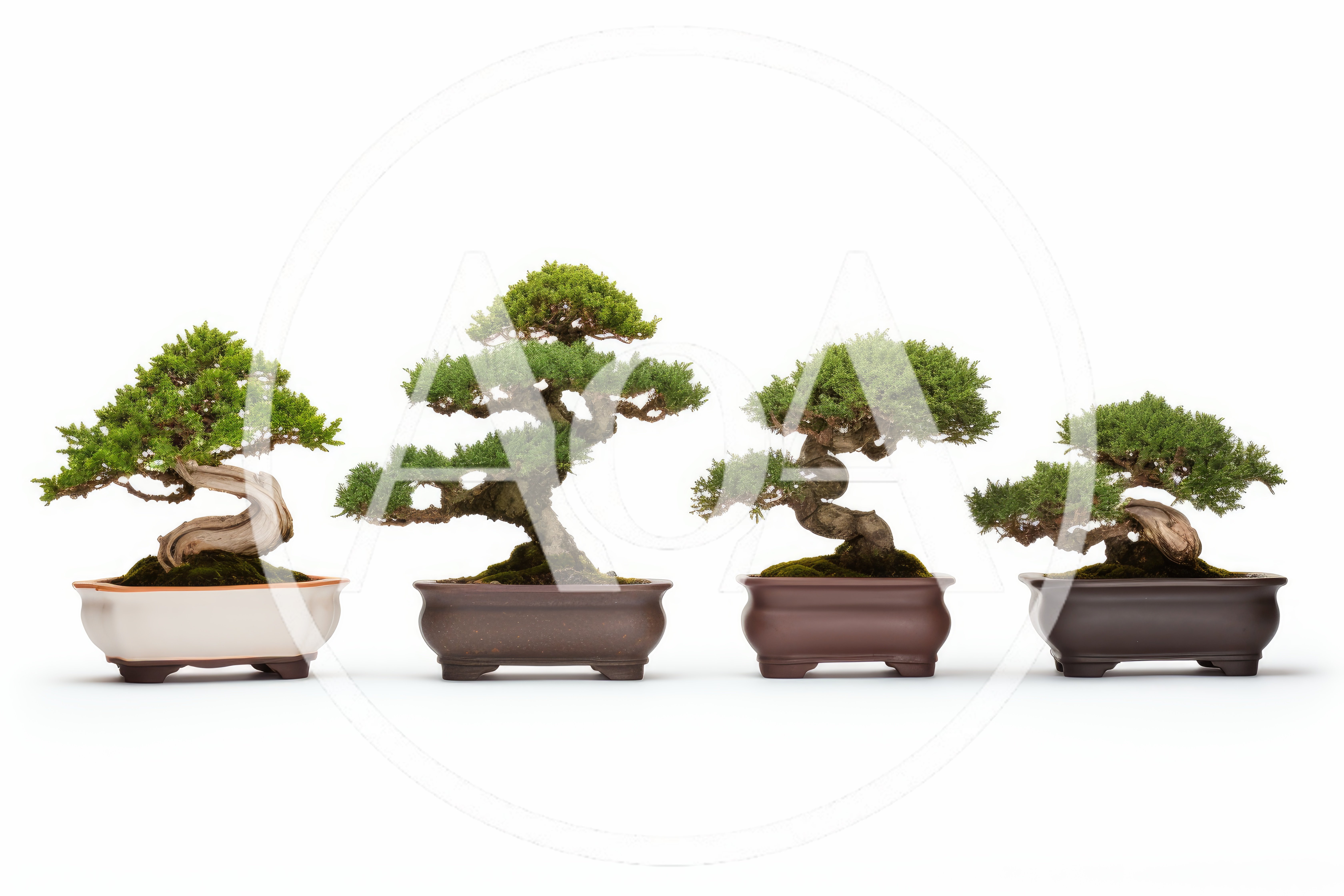 Four Distinctive Bonsai Trees In Ceramic Pots