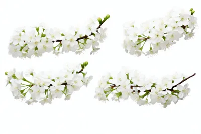 Four Isolated Cherry Blossom Branches on White Background