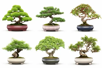 Collection Of Six Distinctive Bonsai Trees In Ceramic Pots