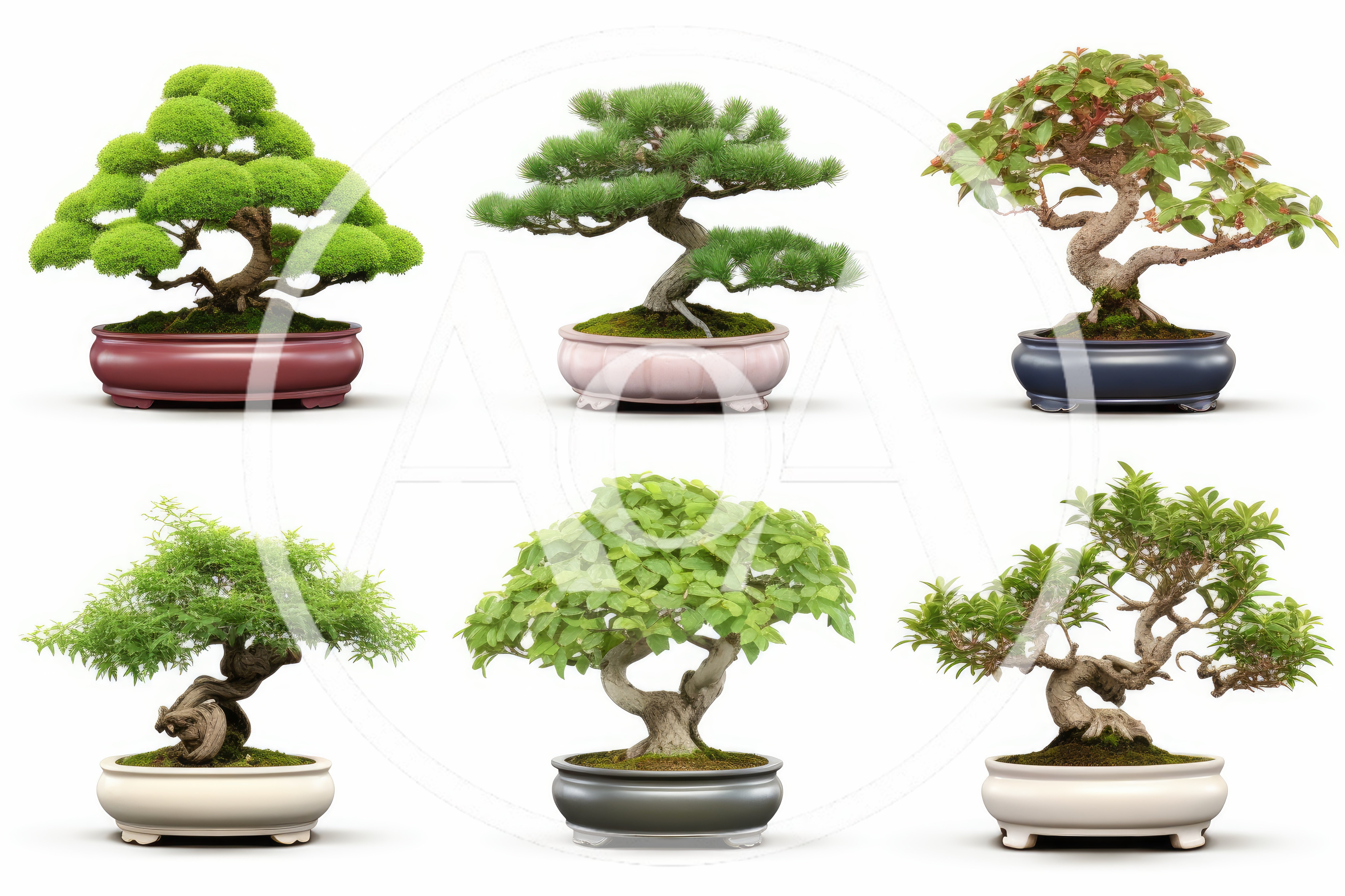Collection Of Six Distinctive Bonsai Trees In Ceramic Pots