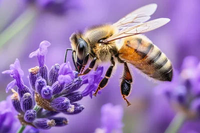 Honey Bee Pollinating A Purple Lavender Flower