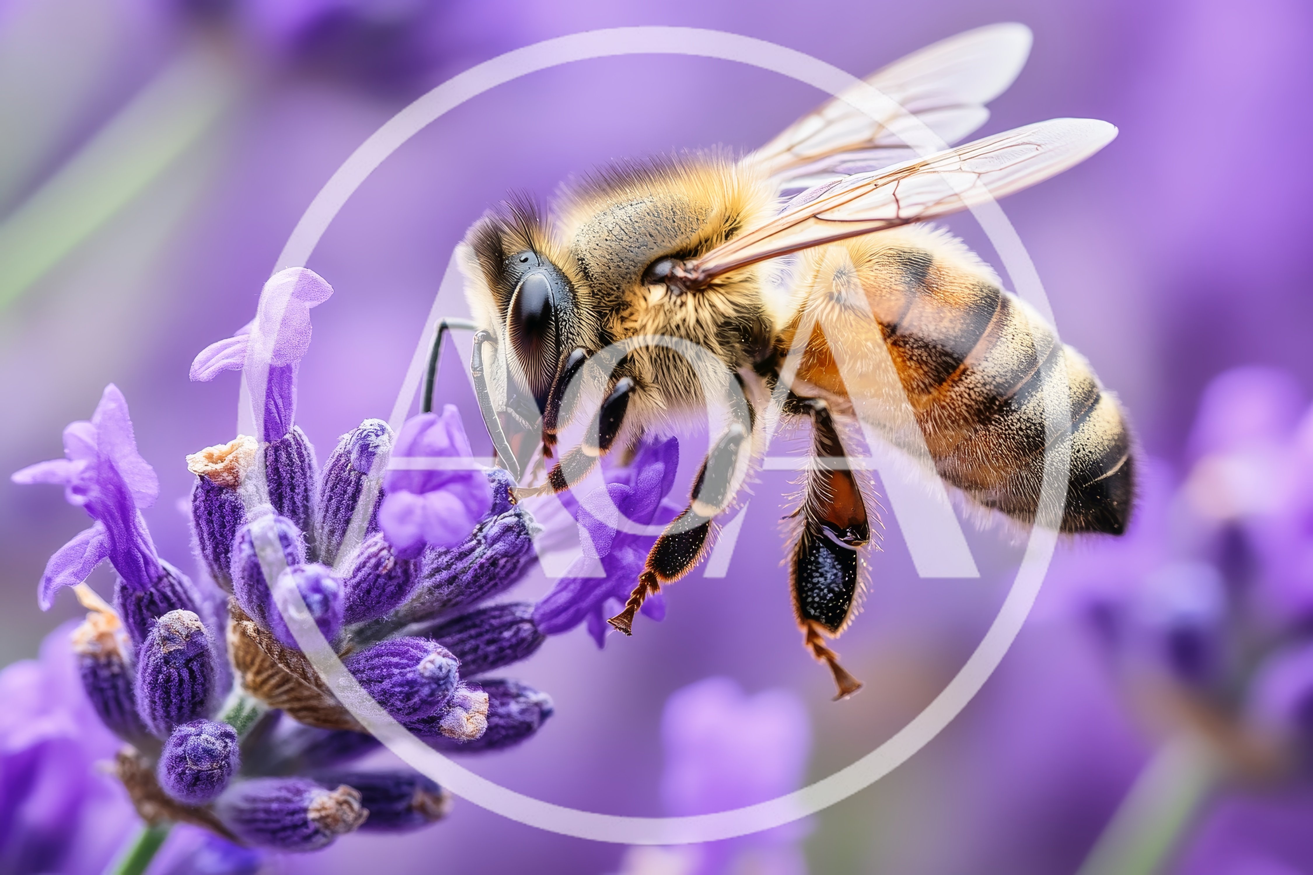 Honey Bee Pollinating A Purple Lavender Flower