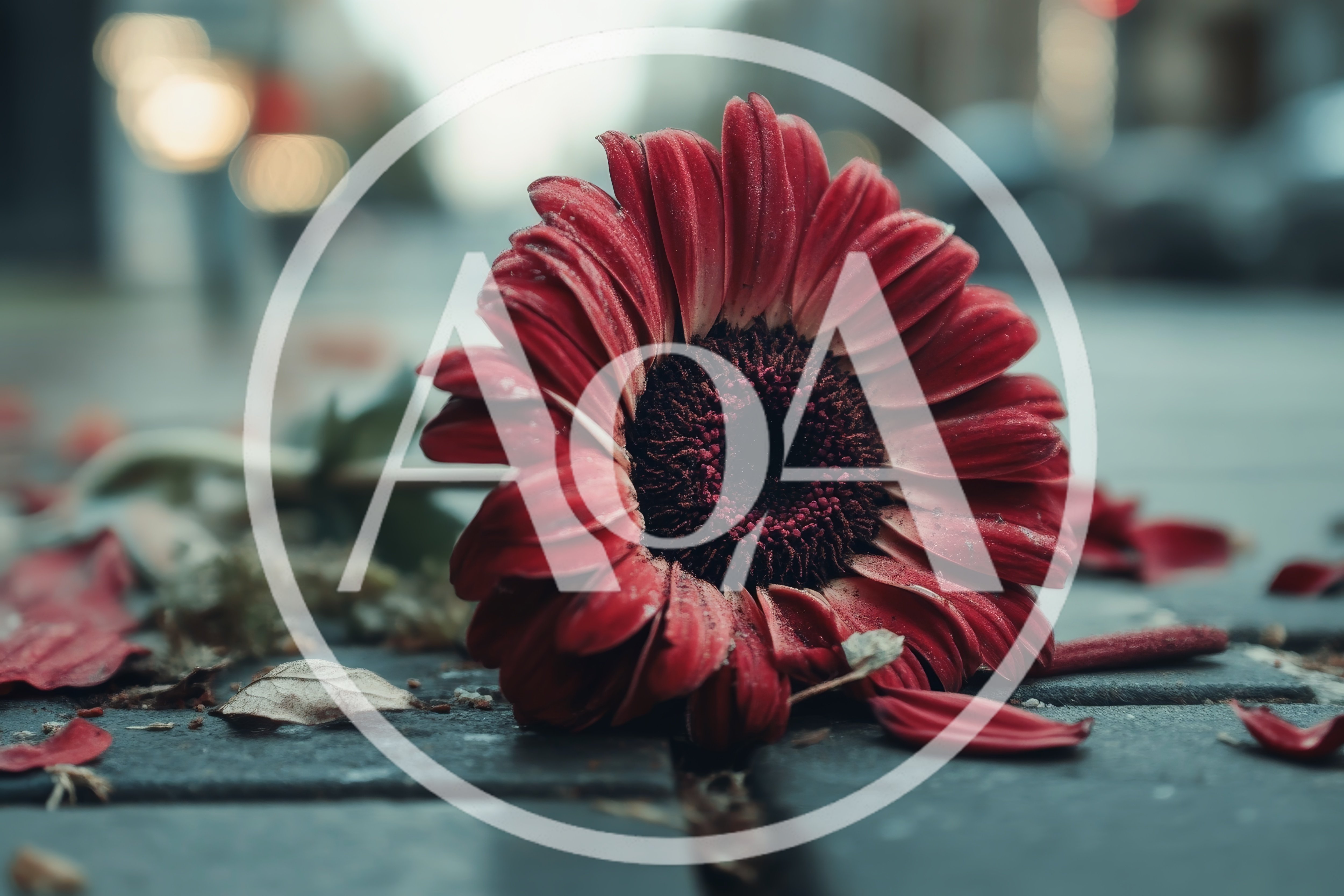 Fallen Red Gerbera Daisy On Urban Pavement