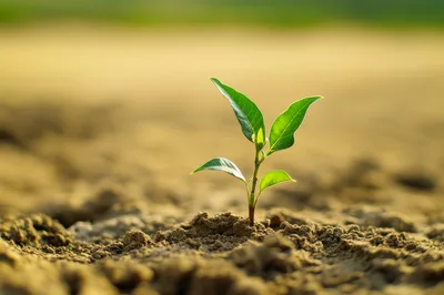 Small Green Sprout Growing in Dry Soil
