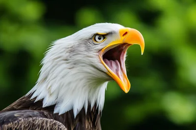 Close Up Portrait Of A Screaming Bald Eagle