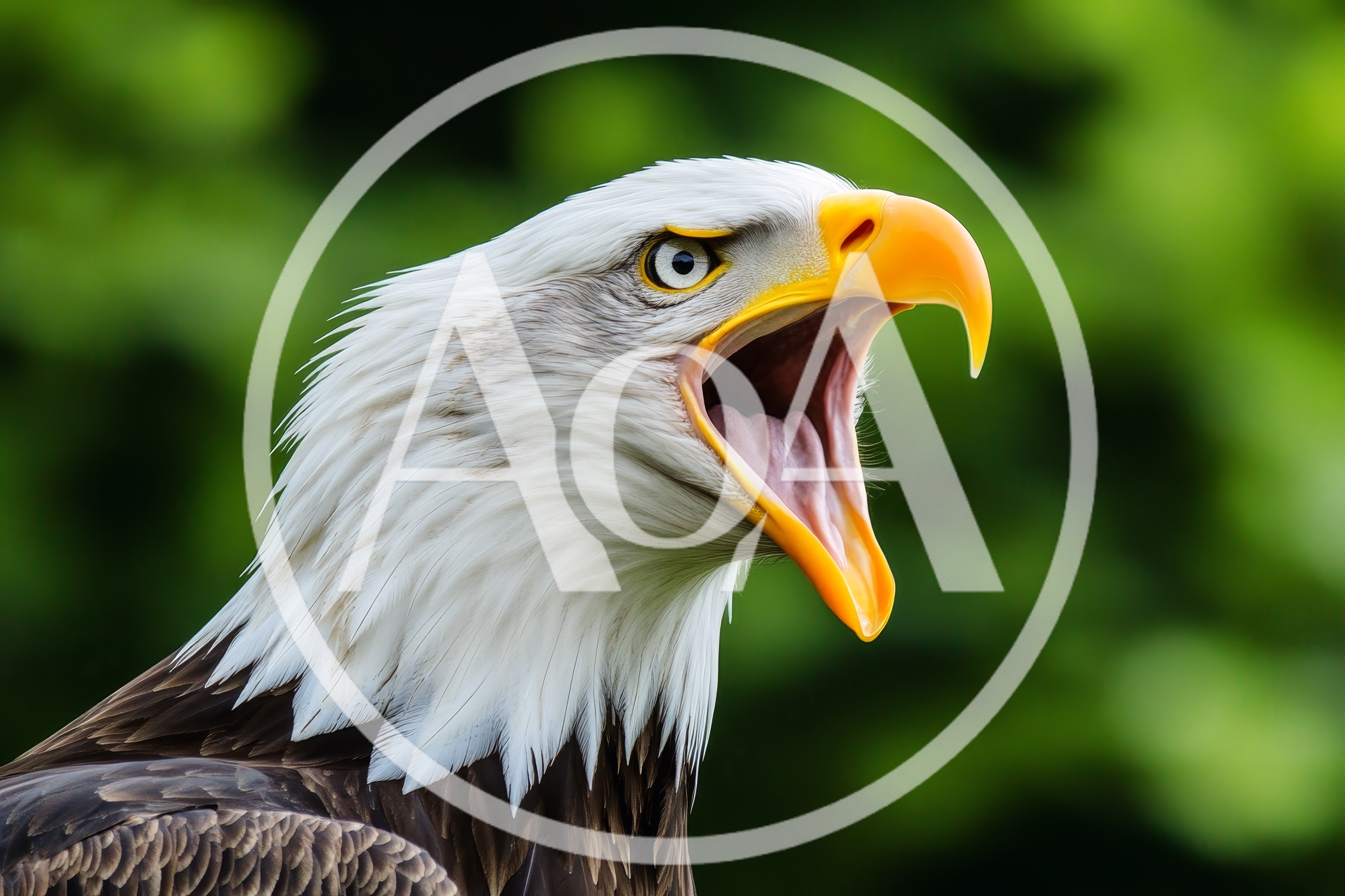 Close Up Portrait Of A Screaming Bald Eagle