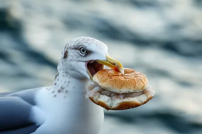 Seagull Holding A Fish Sandwich In Its Beak