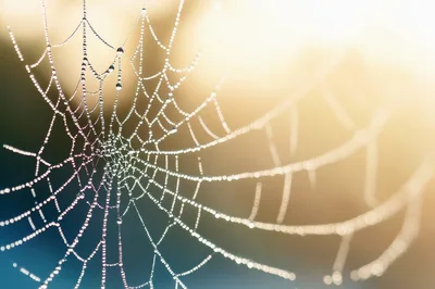 Dew Covered Spider Web In Morning Light