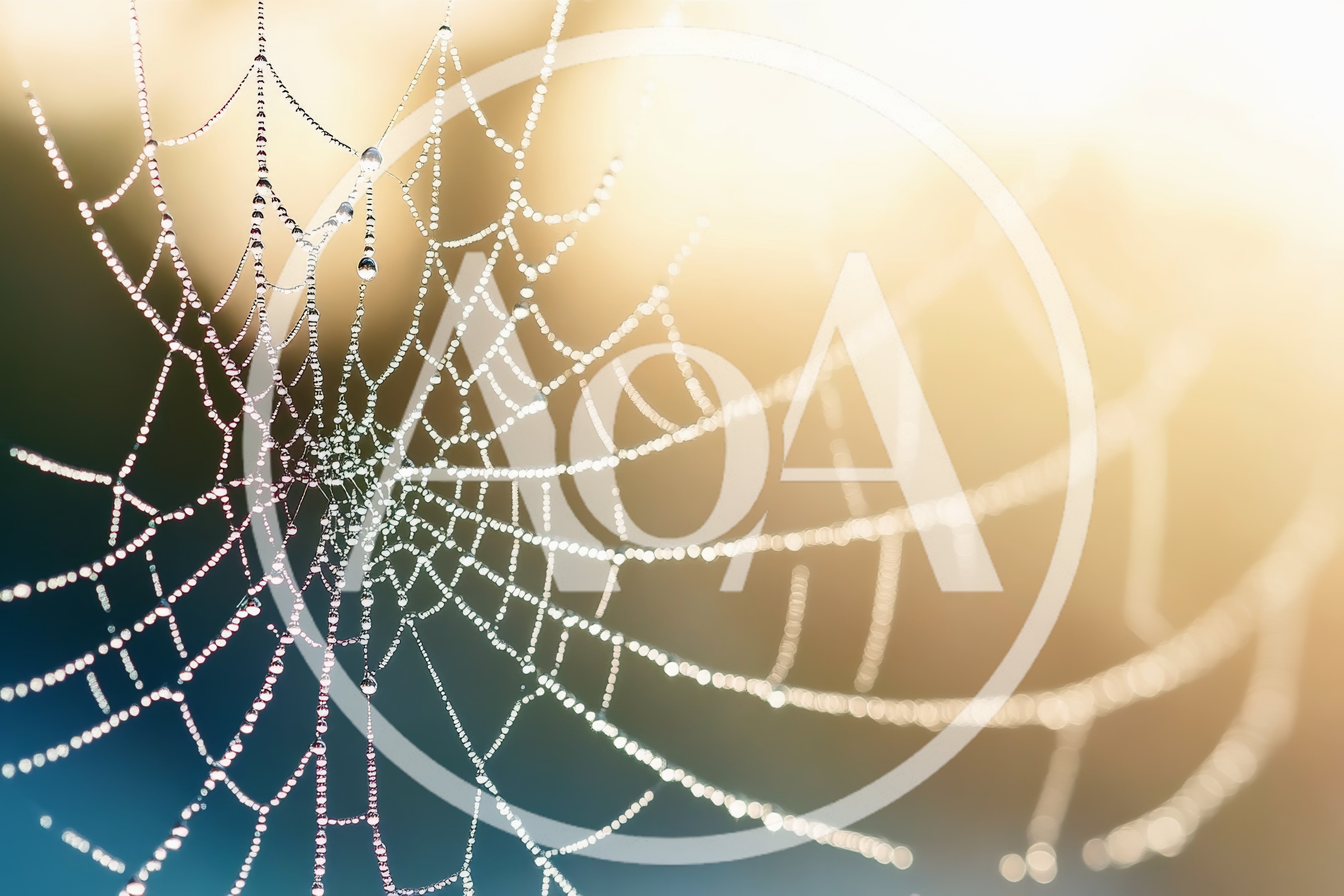 Dew Covered Spider Web In Morning Light
