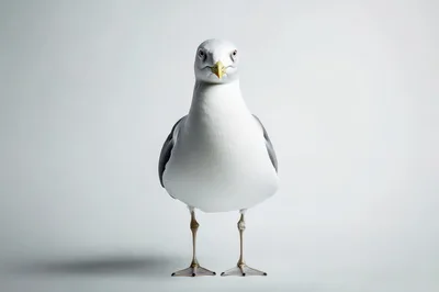 Front View Of A Standing Seagull
