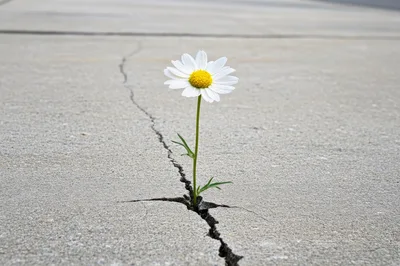 Single Daisy Growing Through A Crack In Concrete