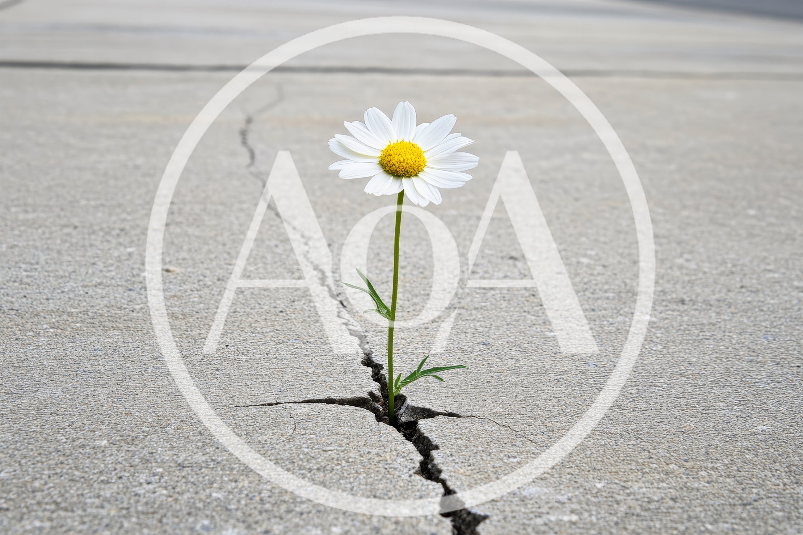Single Daisy Growing Through A Crack In Concrete