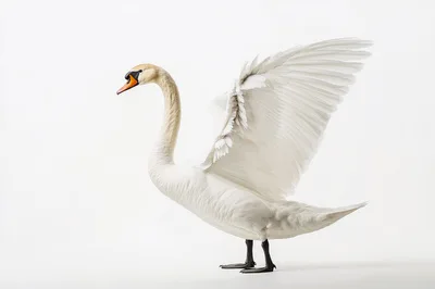 Majestic White Swan Standing With Wings Spread