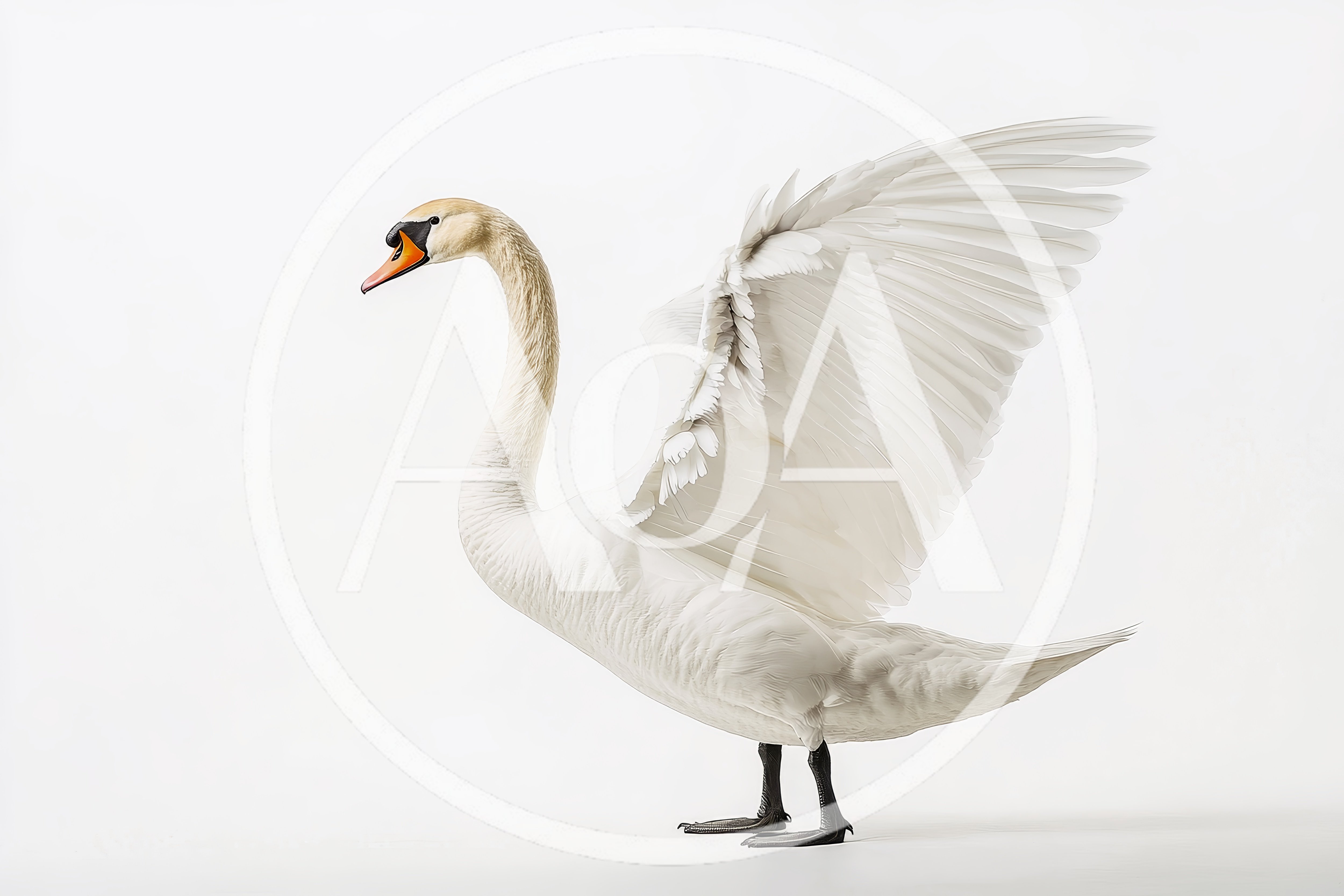 Majestic White Swan Standing With Wings Spread