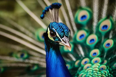 Close Up Portrait Of A Majestic Peacock