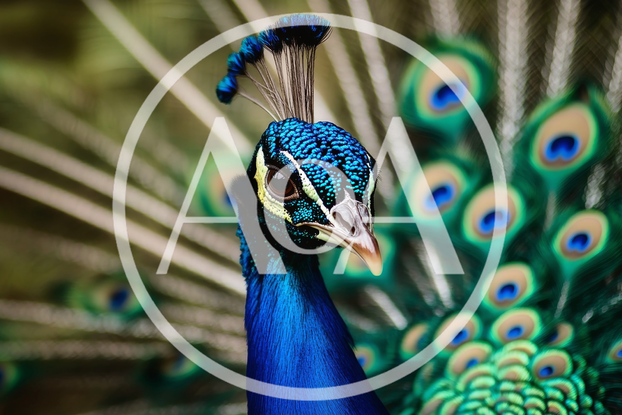 Close Up Portrait Of A Majestic Peacock