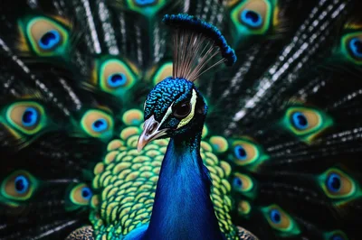 Majestic Peacock Displaying Vibrant Iridescent Tail Feathers