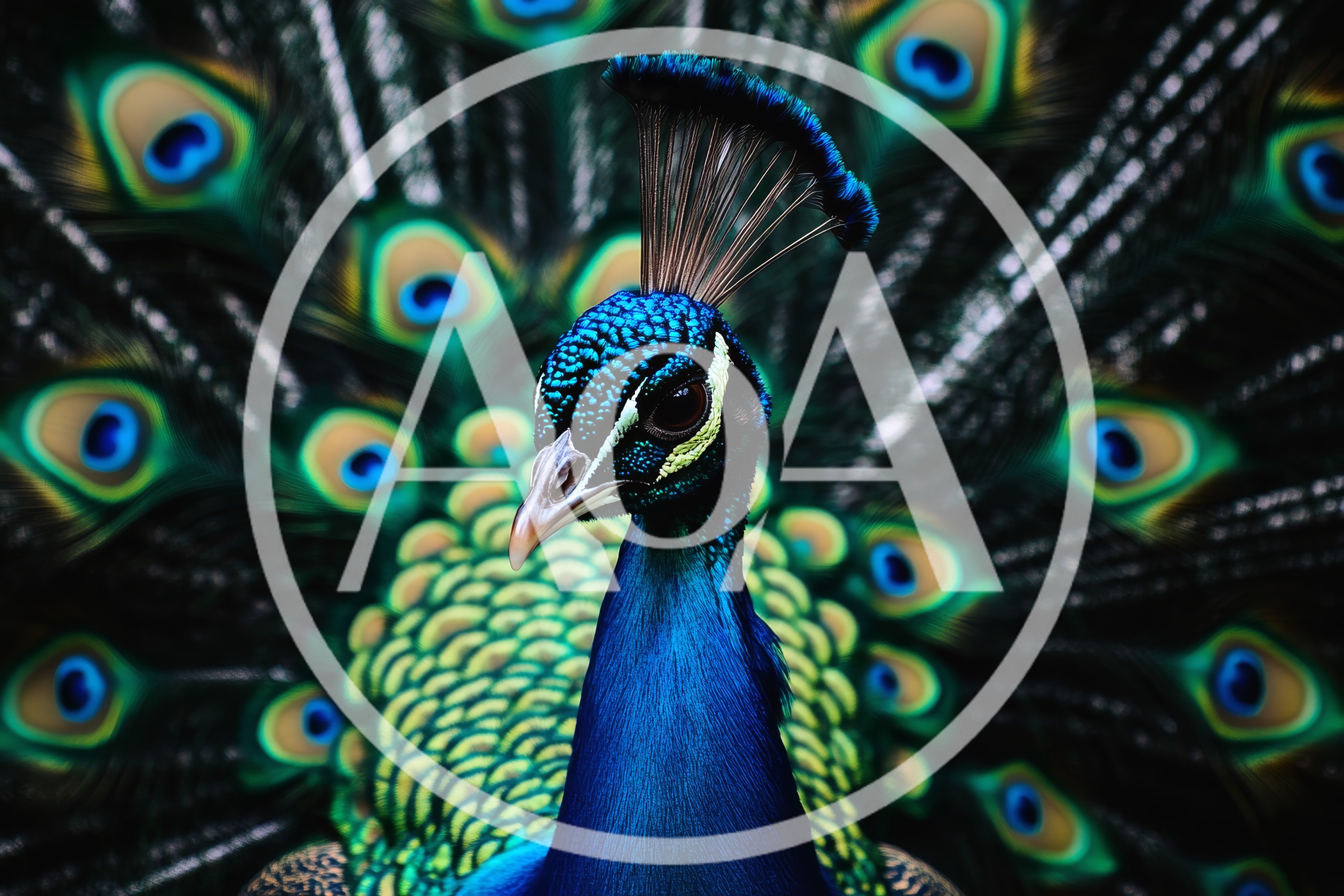 Majestic Peacock Displaying Vibrant Iridescent Tail Feathers