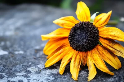Single Yellow Black Eyed Susan Flower On Stone