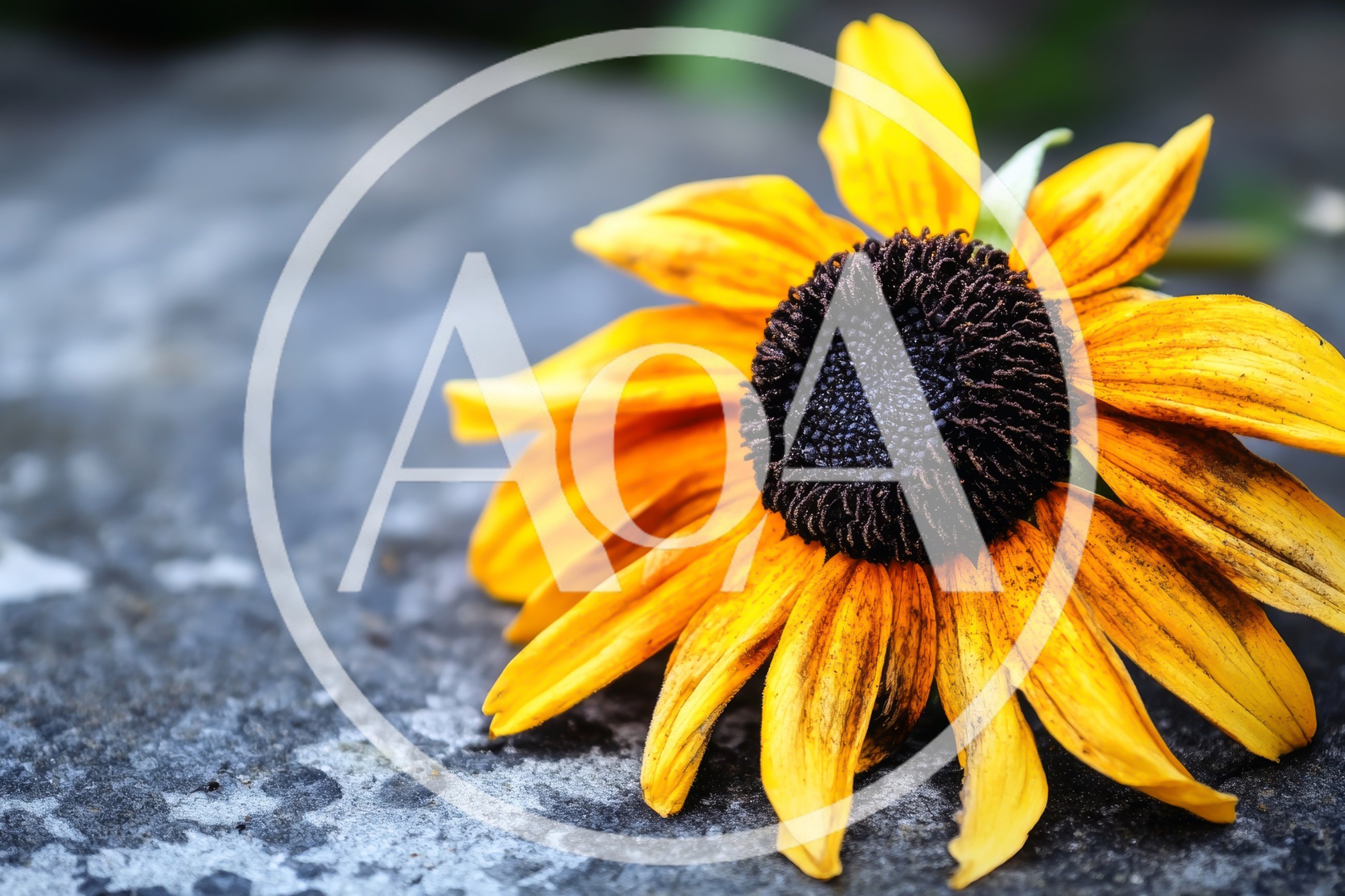 Single Yellow Black Eyed Susan Flower On Stone