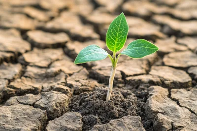 Small Green Sprout Growing From Cracked Dry Earth