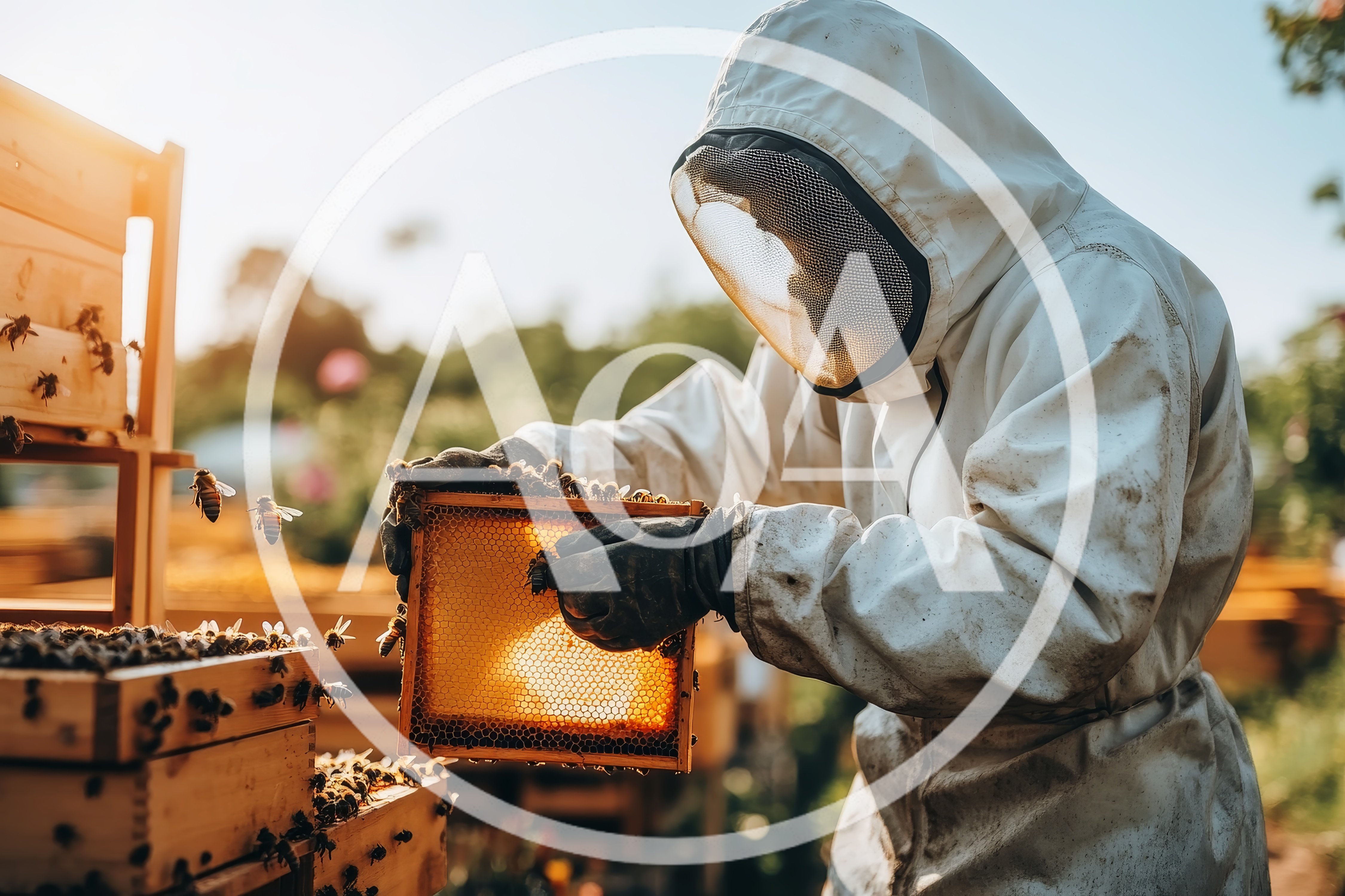 Beekeeper Inspecting Honeycomb Frame In Apiary
