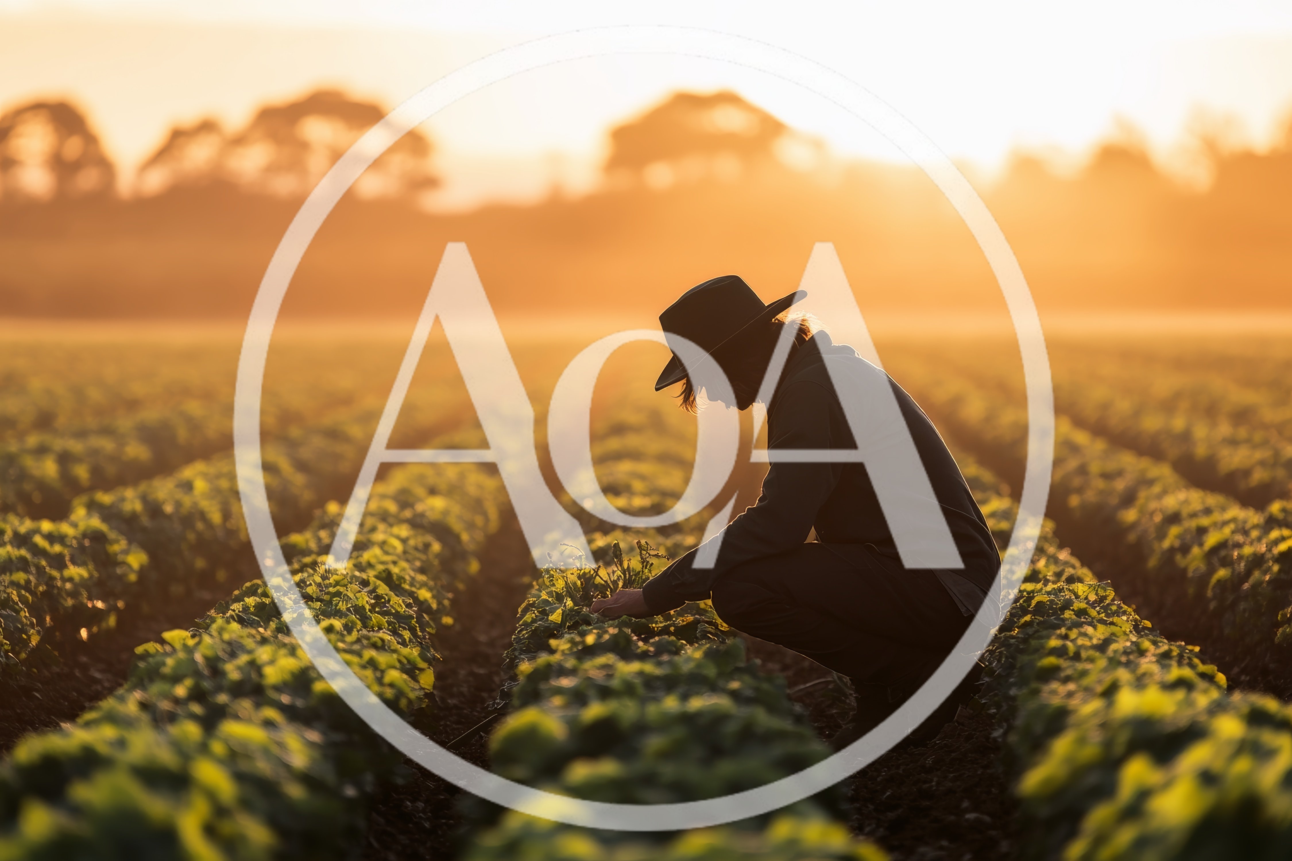 Farmer Inspecting Crops In Field At Sunset