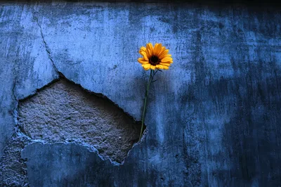 Yellow Sunflower Growing From Cracked Blue Wall