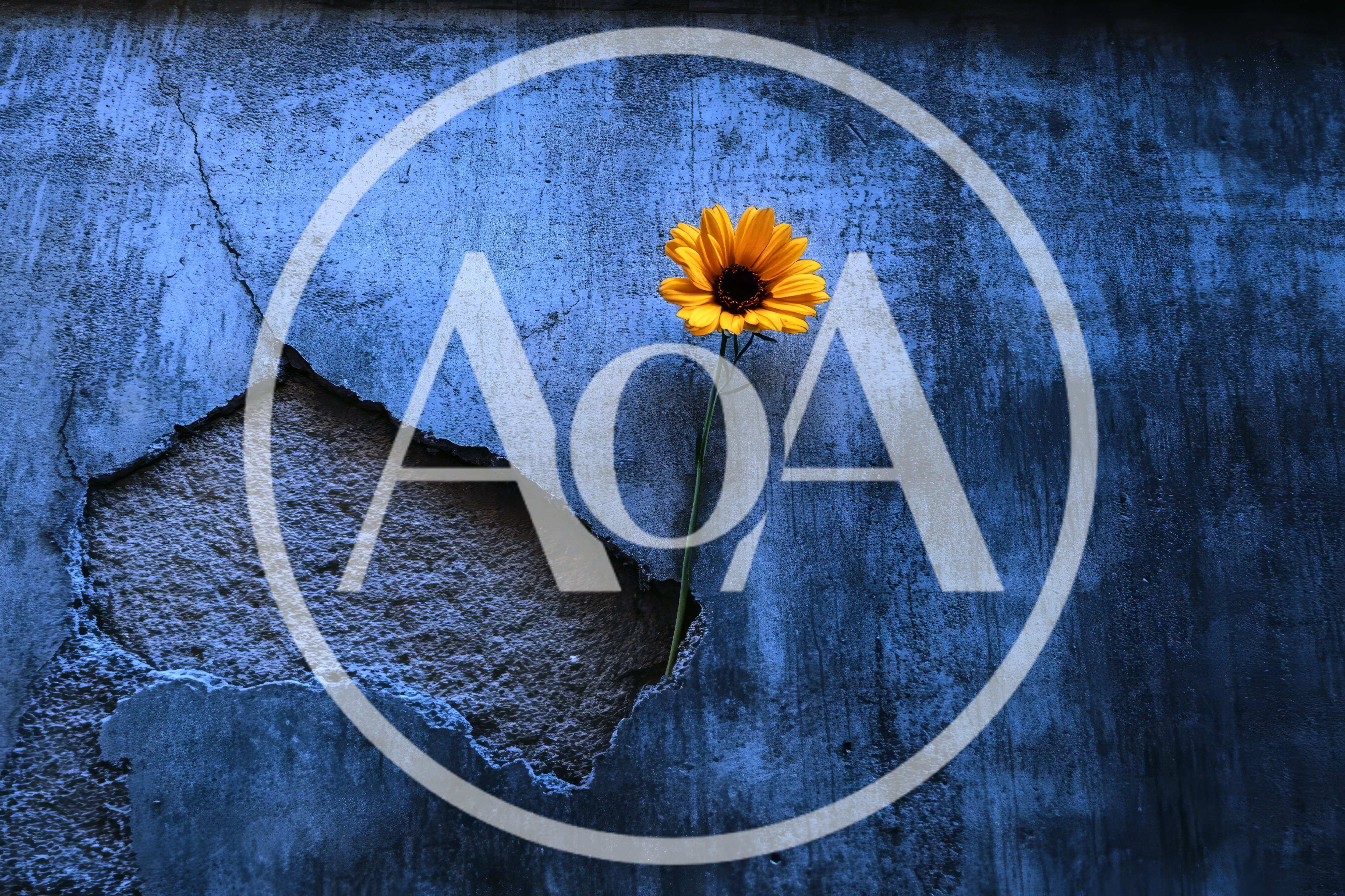 Yellow Sunflower Growing From Cracked Blue Wall