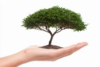 Small Green Tree Held In Human Hand