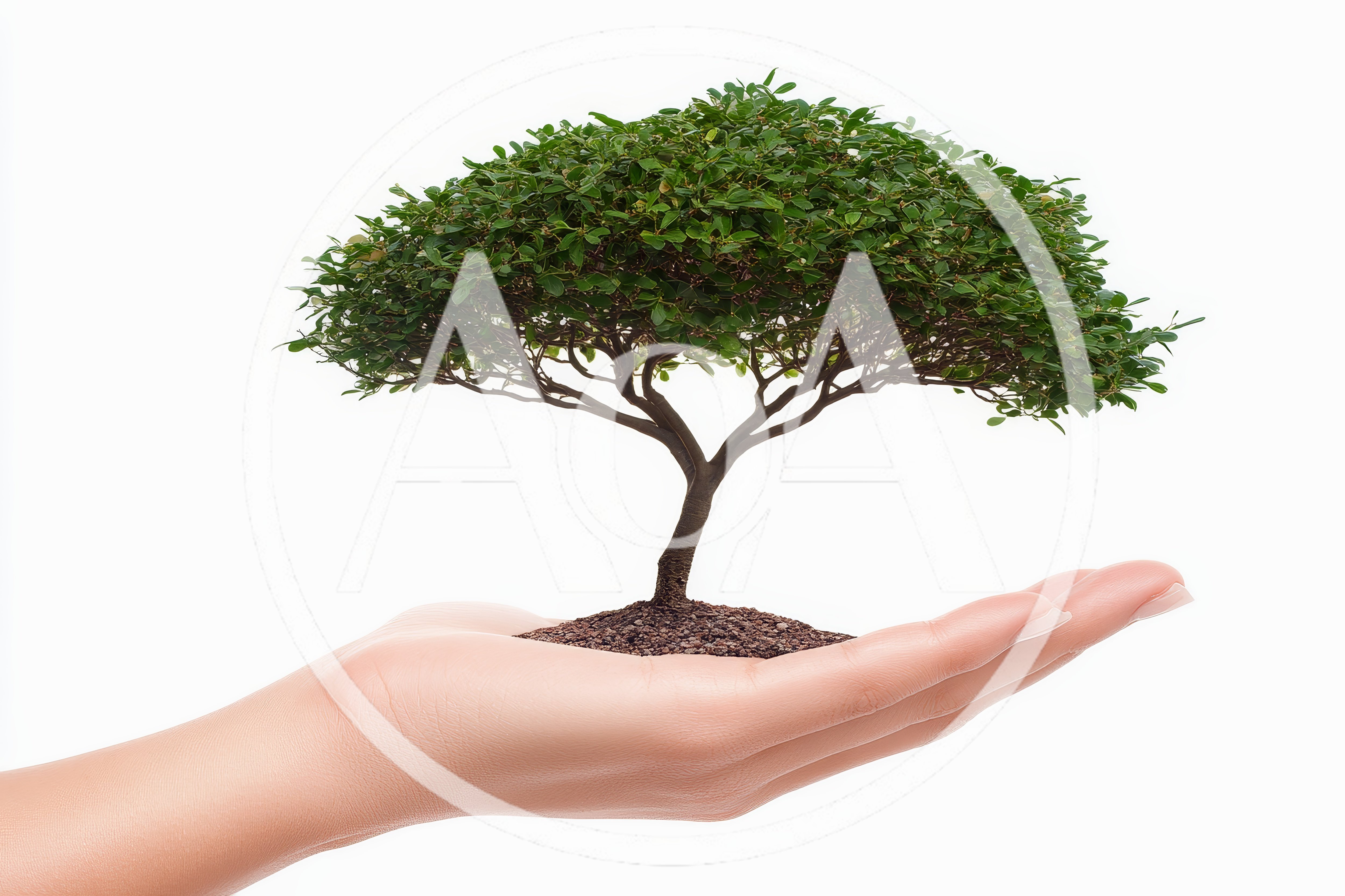 Small Green Tree Held In Human Hand